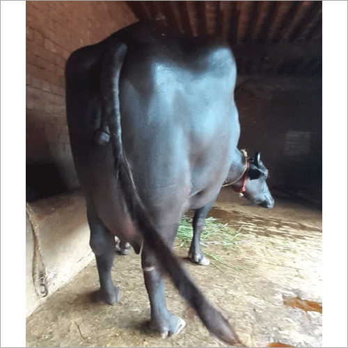 Pure Murrah Buffalo - Color: Black