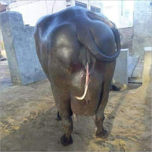 Pure Murrah Buffalo - Color: Black