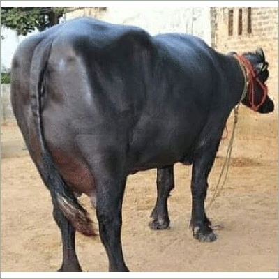 Indian Murrah Buffalo - Color: Black
