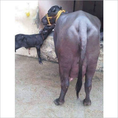Indian Murrah Buffalo - Color: Black