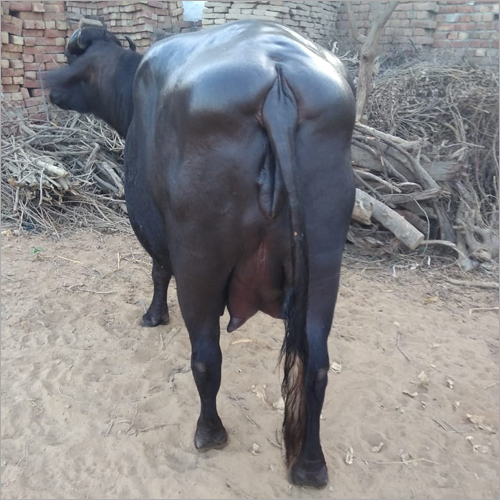 Indian Murrah Buffalo - Color: Black