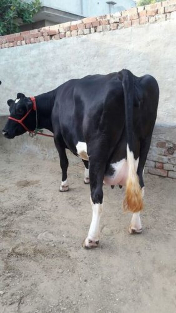 HF गाय लिंग: महिला