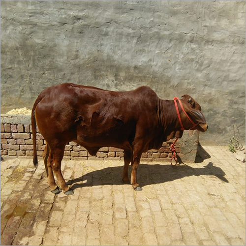 Brown Pure Breed Gir Cow