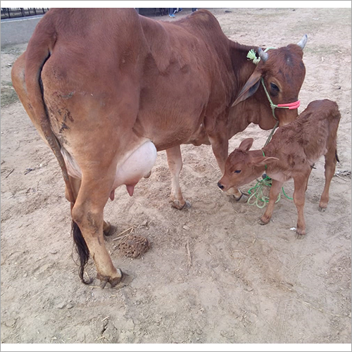 Hf High Milking Sahiwal Cow