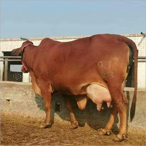 Brown High Milking Sahiwal Cow