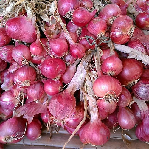 Indian Red Onion Shelf Life: 6 Months