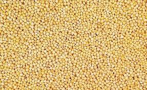 Proso Millet - 99% Pure, Dried | Versatile Grain For Livestock Feed, Bird Seed, Gluten-free Baking, And Beer Brewing
