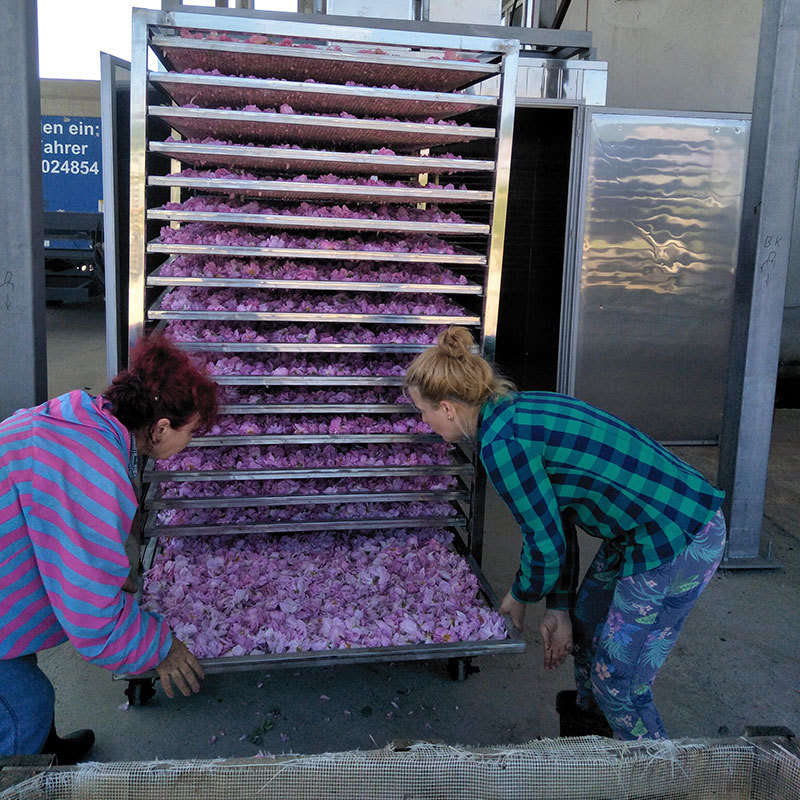 Flower Rose Drying Machine Dimension(l*w*h): 2550x1664x1300 Millimeter (Mm)