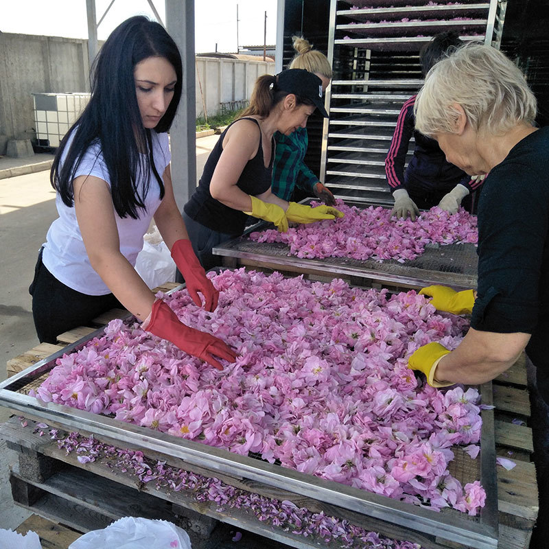 Flower Rose Drying Machine Dimension(l*w*h): 2550x1664x1300 Millimeter (Mm)