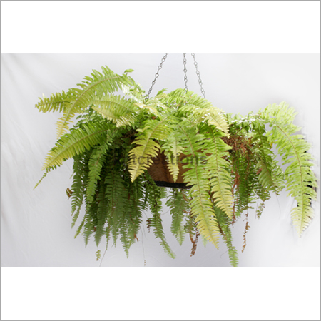 Hanging Planter Fiberglass Suitable For: Infants