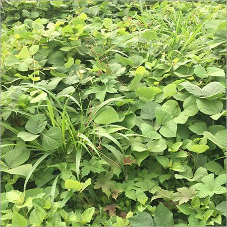 फलीदार कवर फसलें