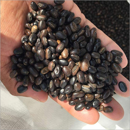 डार्क ब्राउन लेग्यूम मुकुना ब्रैक्टीटा