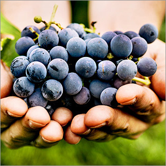 Black Grapes - Organic Whole Fruit | Sweet Flavor, Sustainably Grown for a Healthy Snacking Experience