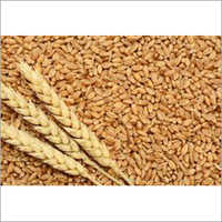 Indian Natural Wheat