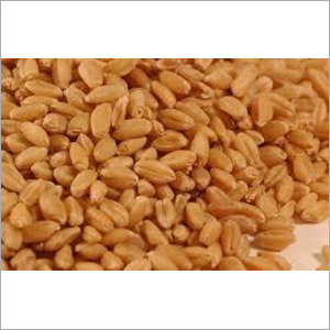 Whole Wheat Seeds - Organic, 100% Pure, Brown Color | Ideal For All Land Types, Dried For Optimal Shelf Life Of 1 Year
