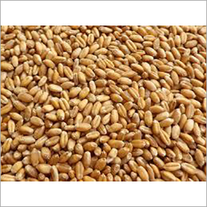Whole Wheat Seeds - Organic, 100% Pure, Brown Color | Ideal For All Land Types, Dried For Optimal Shelf Life Of 1 Year