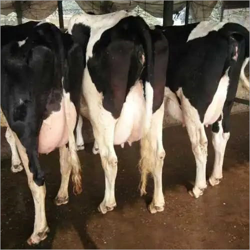 White And Black Pure Hf Breed Cow