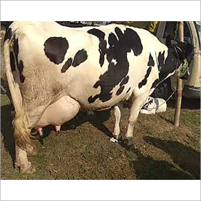 White And Black Pure Hf Breed Cow