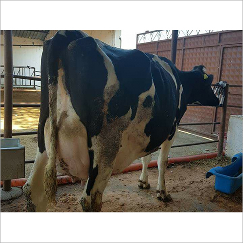 White And Black Karnal Hf Cow