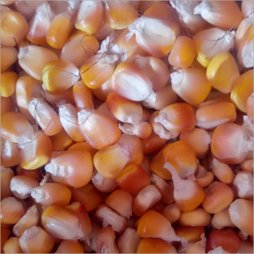 कॉमन ऑर्गेनिक कॉर्न