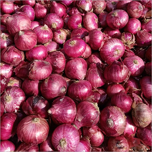 Fresh Red Onion - Dry Place Storage | Raw Processing, 1 Month Shelf Life