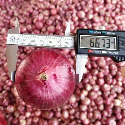 Fresh Onion Shelf Life: 1 Months