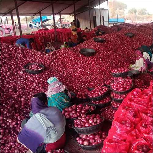 Fresh Red Onion - Dry Place Storage | Raw Processing, 1 Month Shelf Life