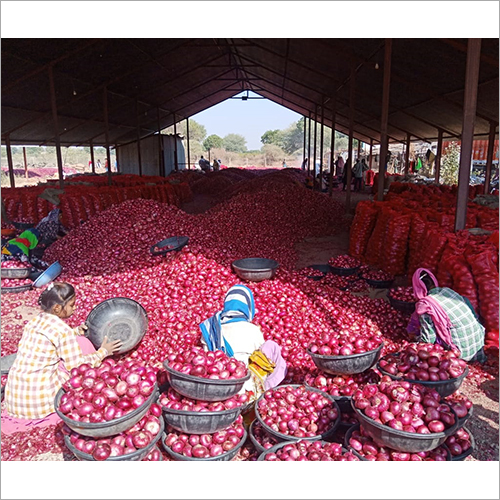 Fresh Red Onion - Dry Place Storage | Raw Processing, 1 Month Shelf Life