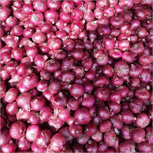 Onion Shelf Life: 1 Months