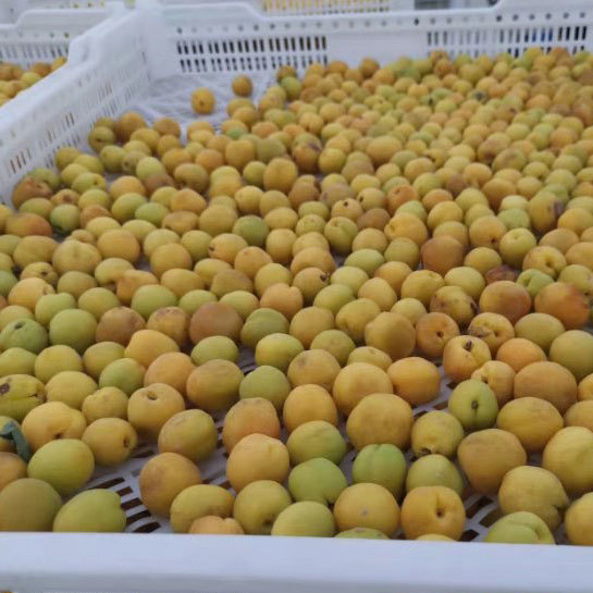 Heat Pump Apricot Dryer Machine Dimension(l*w*h): 1540*1050*1040 Millimeter (Mm)