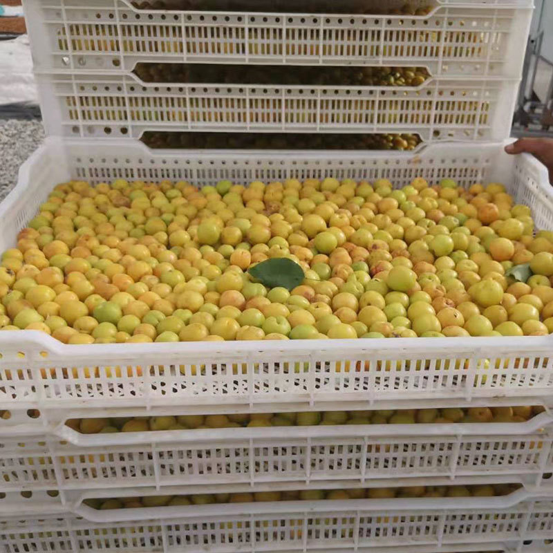 Heat Pump Apricot Dryer Machine Dimension(l*w*h): 1540*1050*1040 Millimeter (Mm)