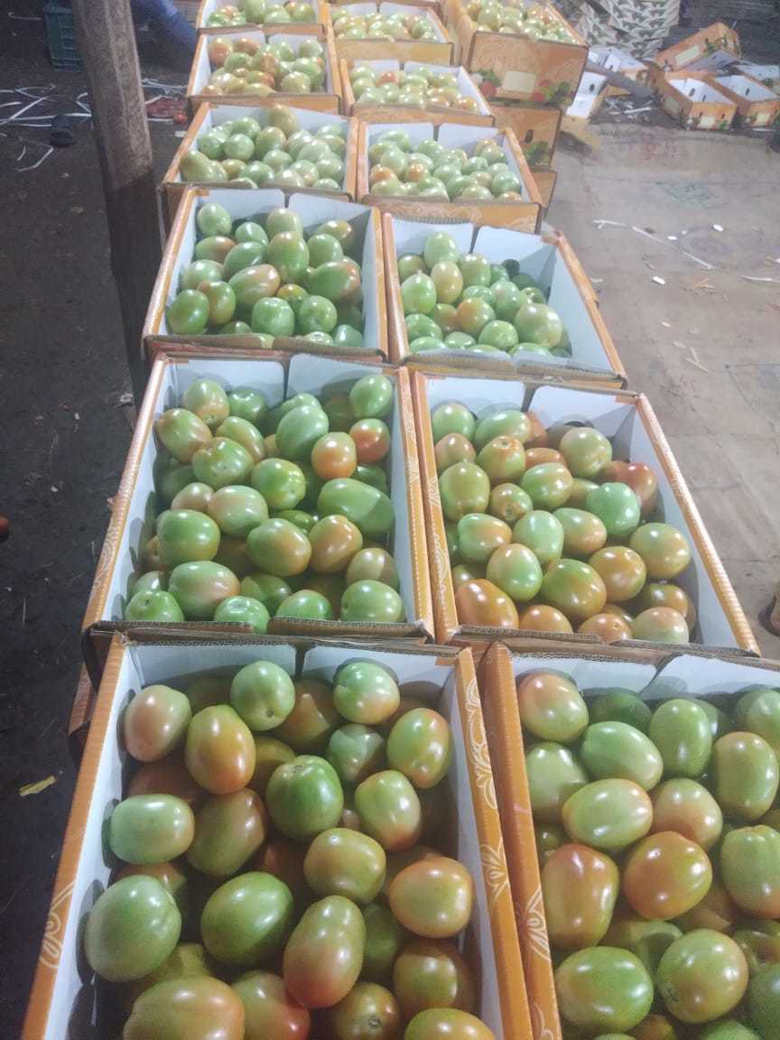 Organic Tomato Shelf Life: 15 Days