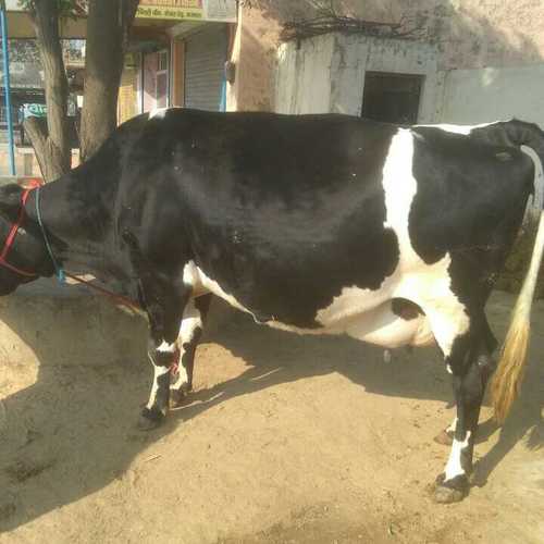 HF गाय