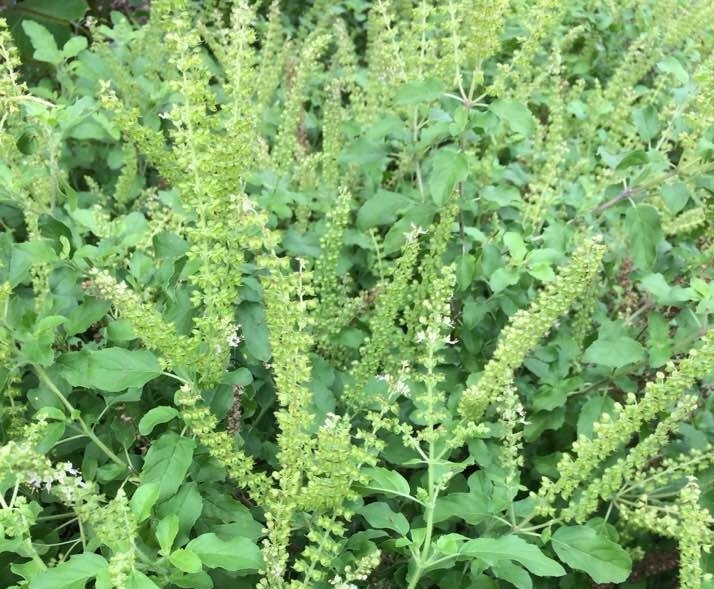 Tulsi Seed (Holy Basil Seed)