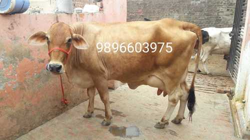 Sahiwal Cow Gender: Female