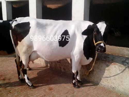 Hf गाय लिंग: महिला