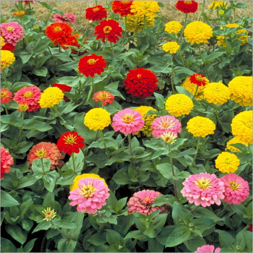 Indoor Flower Plant - Shelf Life: 6 To 12 Months