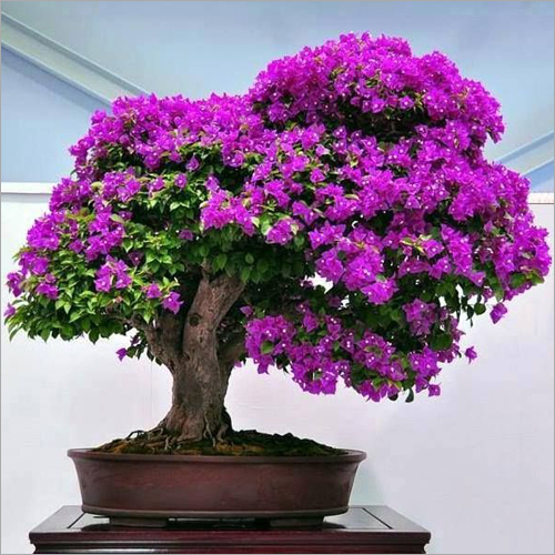 Bougainvilleas Saplings Plant - Shelf Life: 6 To 12 Months