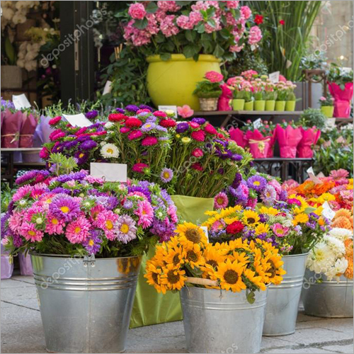Outdoor Flower Plant - Color: Multicolor