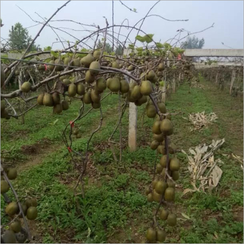 Green Kiwi Plant - Shelf Life: 20 To 30 Years