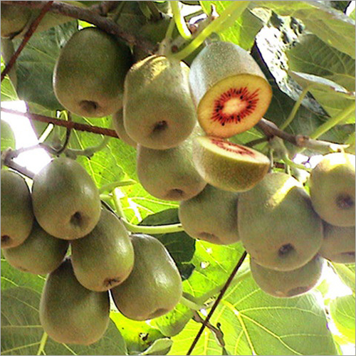 Red Kiwi Plant - Color: Green