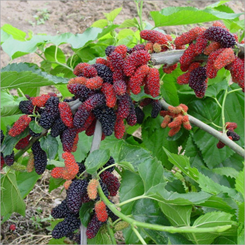 Mulberry Plant - Color: Natural Green