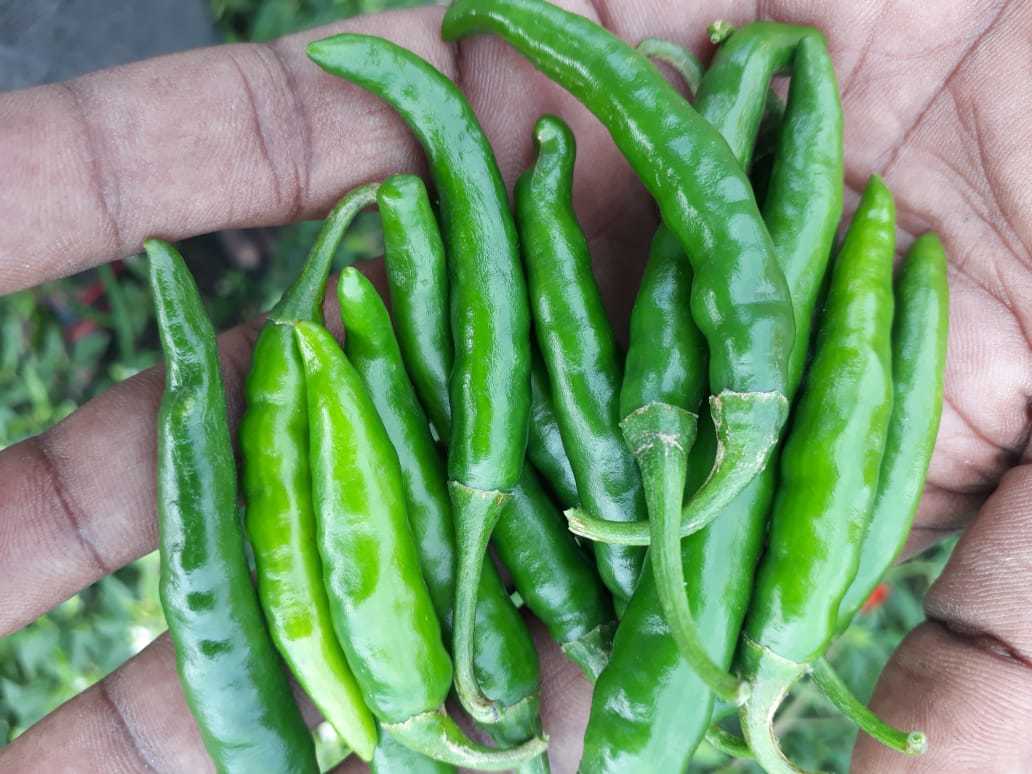 Green Chilly - Small Long Firm Texture, Spicy Taste Variety From India