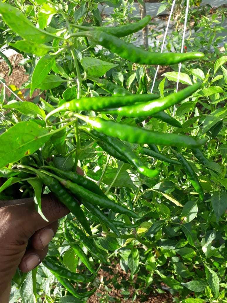 Green Chilly - Small Long Firm Texture, Spicy Taste Variety From India