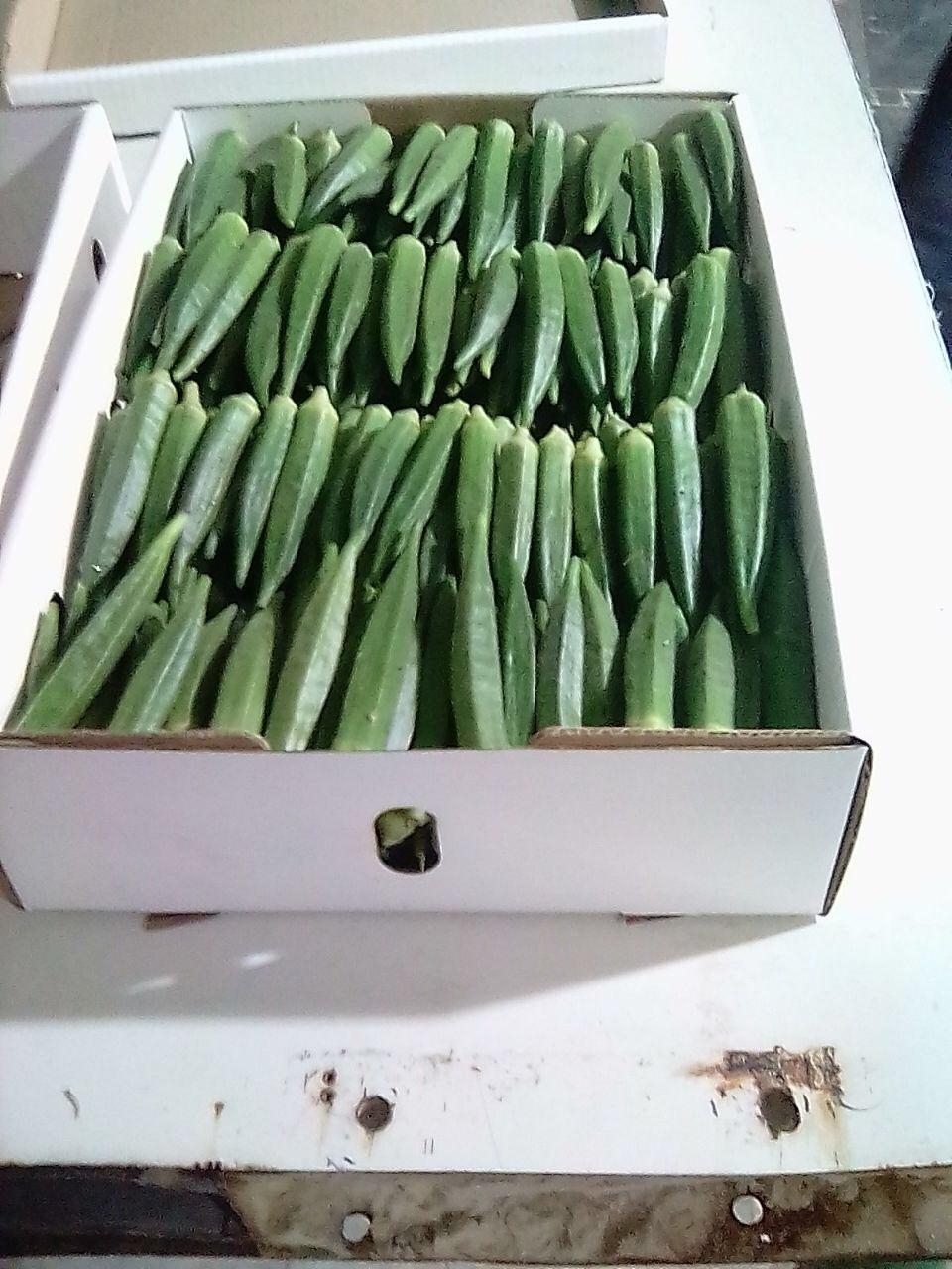 Lady Finger - 10-15 Cm, Green | 100-200g, Cardboard Box Packaging, Refrigerator Storage, 5-7 Days Shelf Life