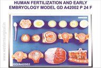 मानव निषेचन और प्रारंभिक भ्रूणविज्ञान मॉडल
