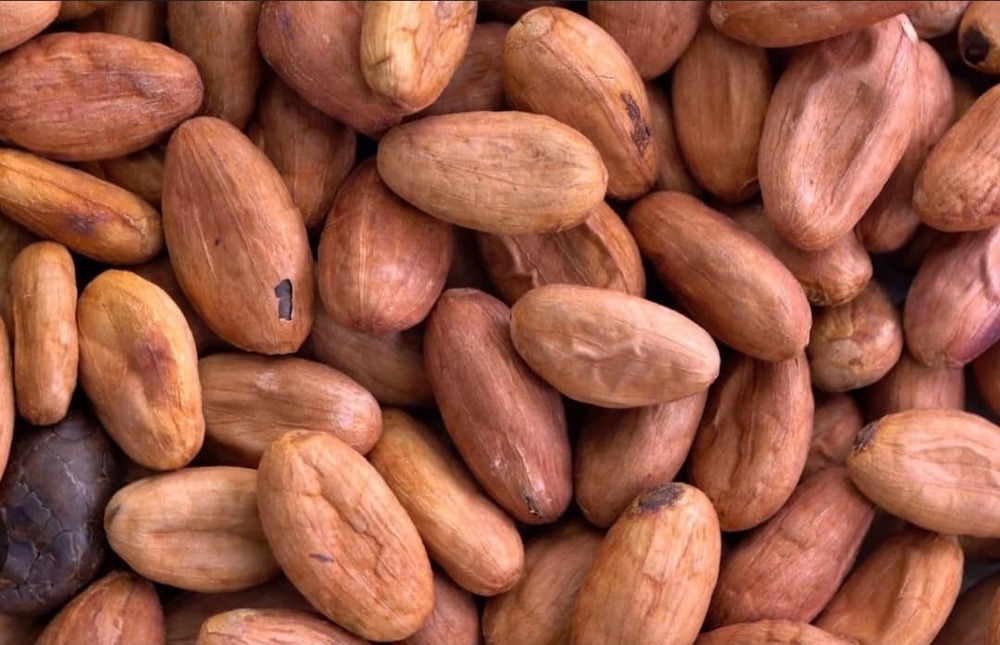 कोको बीन्स