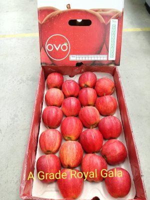 Common Imported Apple
