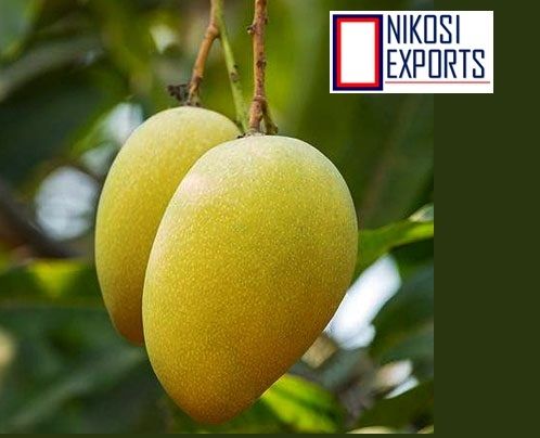 Yellow Fresh Mallika Mangoes