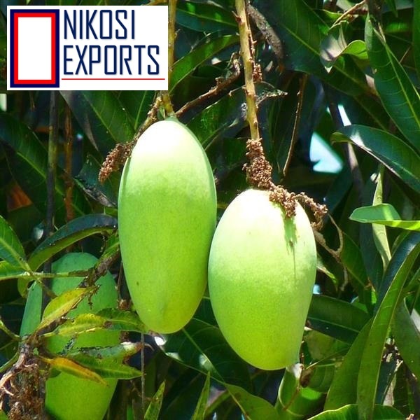 Yellow Fresh Mallika Mangoes at Best Price in Coimbatore Nikosi